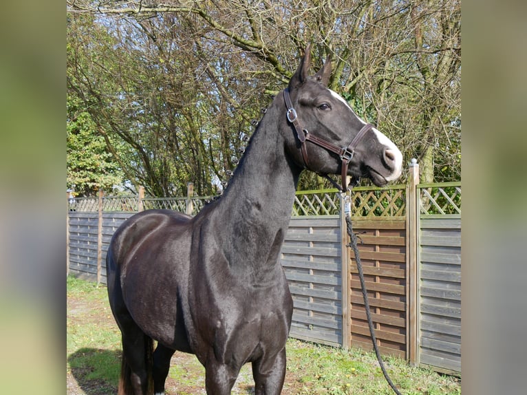 Caballo de deporte alemán Caballo castrado 3 años 165 cm Negro in Dorsten