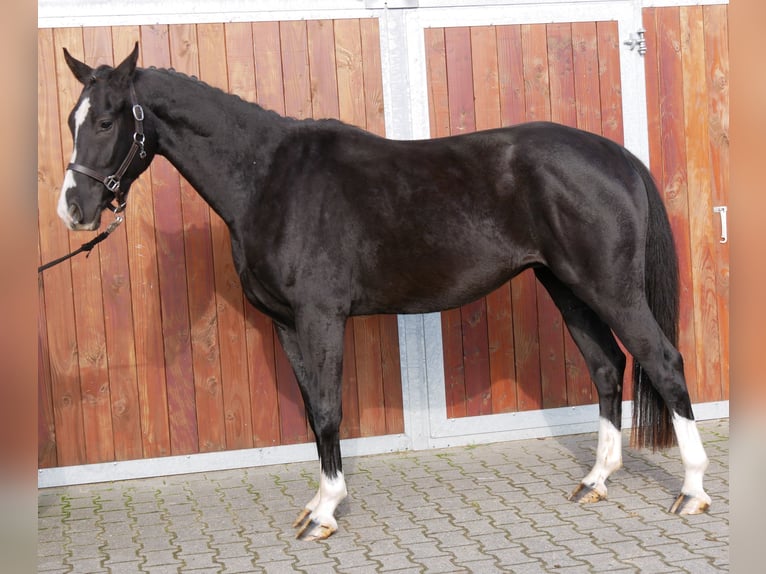 Caballo de deporte alemán Caballo castrado 3 años 165 cm Negro in Dorsten