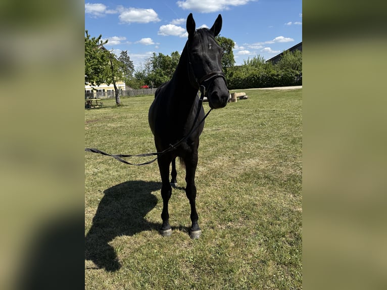 Caballo de deporte alemán Caballo castrado 3 años 165 cm Negro in M&#xFC;nchen