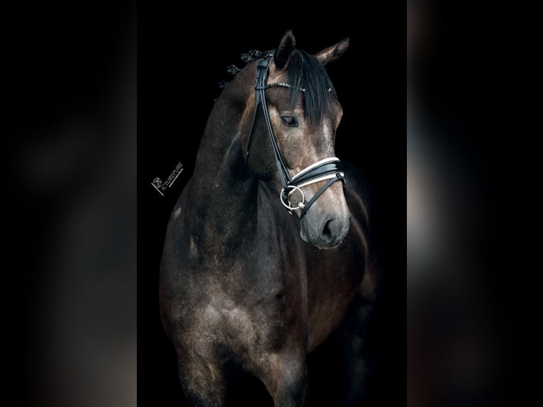 Caballo de deporte alemán Caballo castrado 3 años 165 cm Tordillo negro in Neuenkirchen