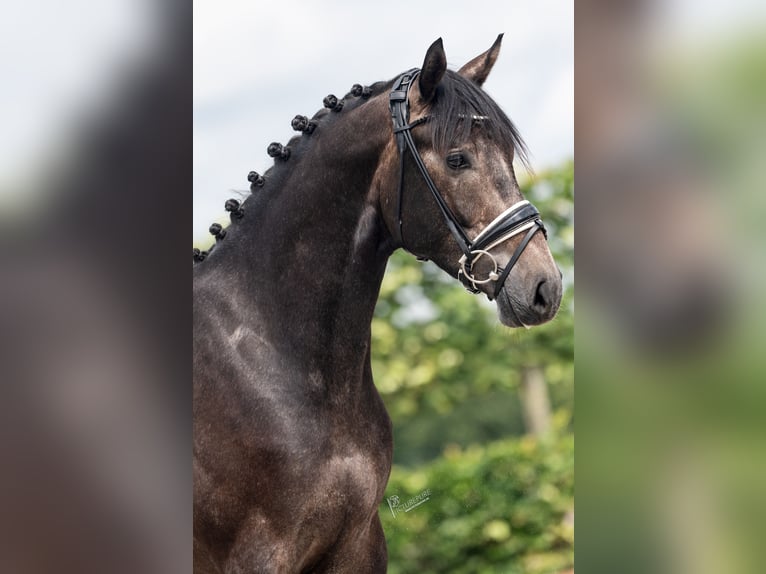 Caballo de deporte alemán Caballo castrado 3 años 165 cm Tordillo negro in Neuenkirchen