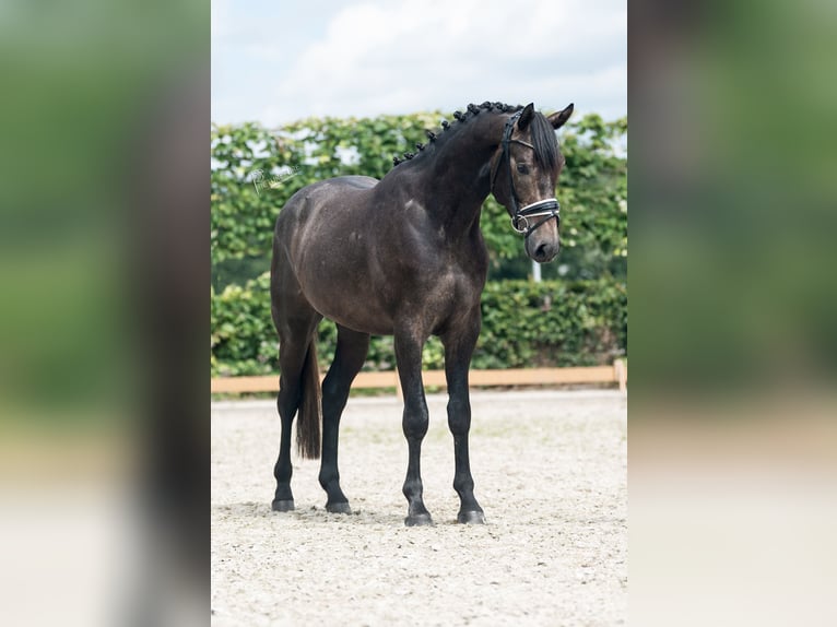 Caballo de deporte alemán Caballo castrado 3 años 165 cm Tordillo negro in Neuenkirchen