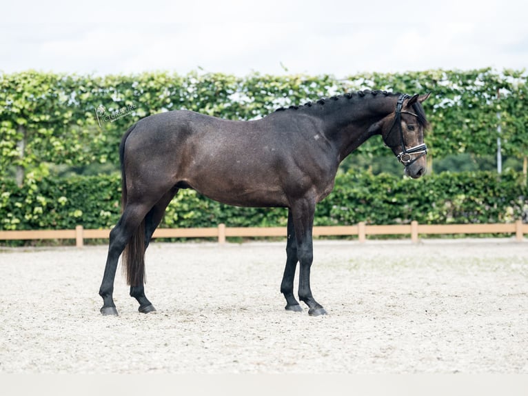 Caballo de deporte alemán Caballo castrado 3 años 165 cm Tordillo negro in Neuenkirchen