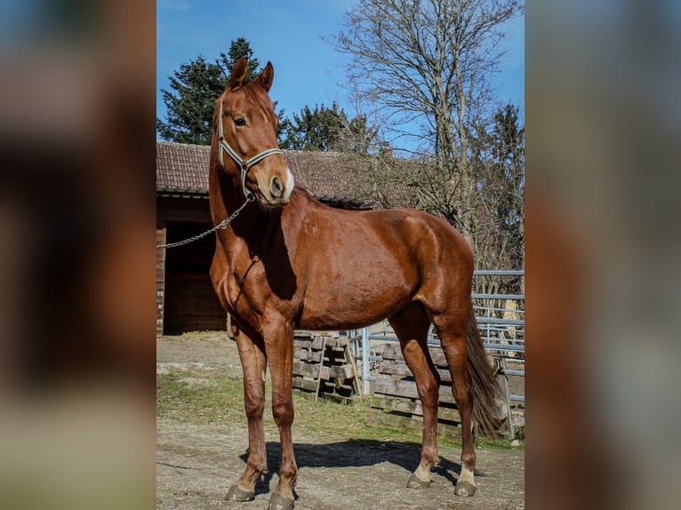 Caballo de deporte alemán Caballo castrado 3 años 166 cm Alazán in Ertingen