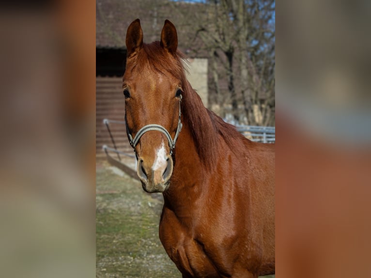 Caballo de deporte alemán Caballo castrado 3 años 166 cm Alazán in Ertingen