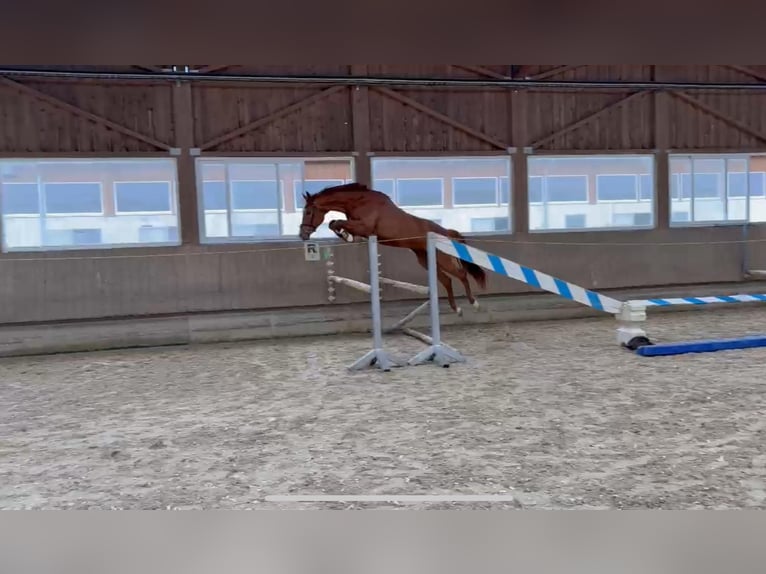 Caballo de deporte alemán Caballo castrado 3 años 166 cm Alazán in Ertingen