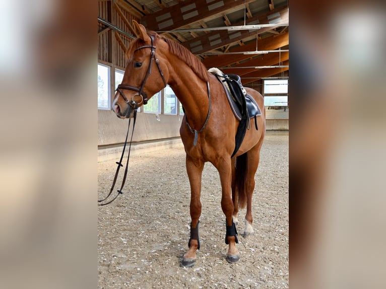 Caballo de deporte alemán Caballo castrado 3 años 166 cm Alazán in Ertingen