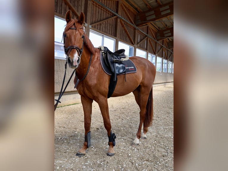 Caballo de deporte alemán Caballo castrado 3 años 166 cm Alazán in Ertingen