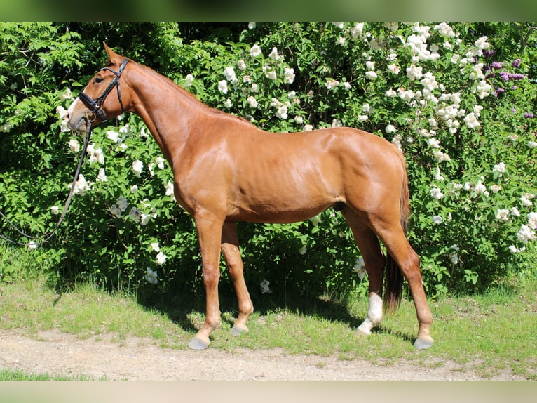 Caballo de deporte alemán Caballo castrado 3 años 166 cm Alazán-tostado in Bosau