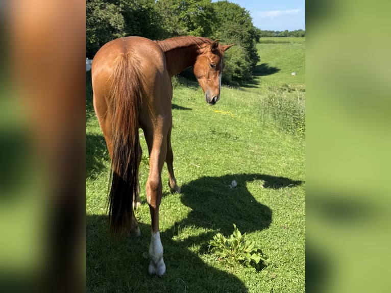 Caballo de deporte alemán Caballo castrado 3 años 166 cm Alazán-tostado in Bosau