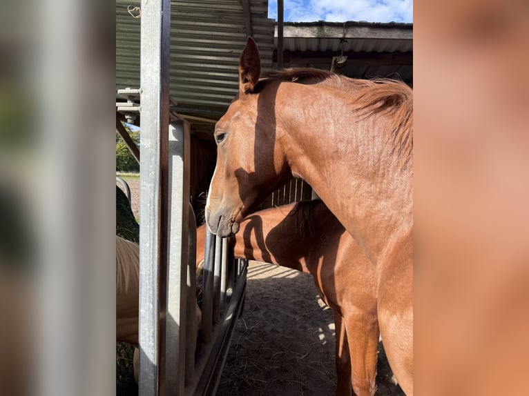 Caballo de deporte alemán Caballo castrado 3 años 166 cm Alazán-tostado in Bosau