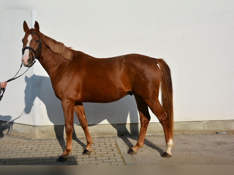 Caballo de deporte alemán Caballo castrado 3 años 166 cm Alazán-tostado in München