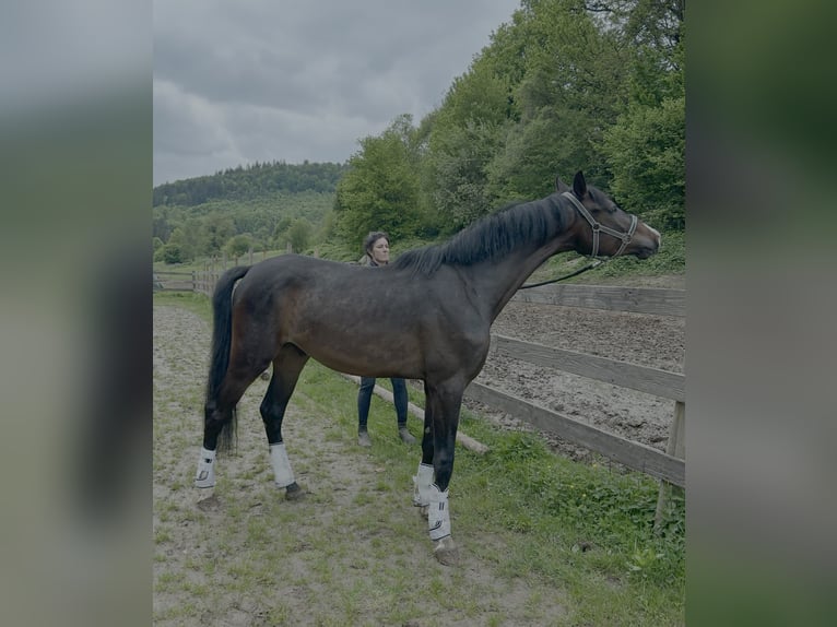Caballo de deporte alemán Caballo castrado 3 años 166 cm Castaño oscuro in Lahr/Schwarzwald