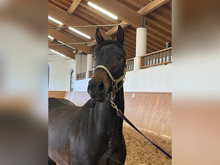 Caballo de deporte alemán Caballo castrado 3 años 166 cm Castaño oscuro in Schäftlarn