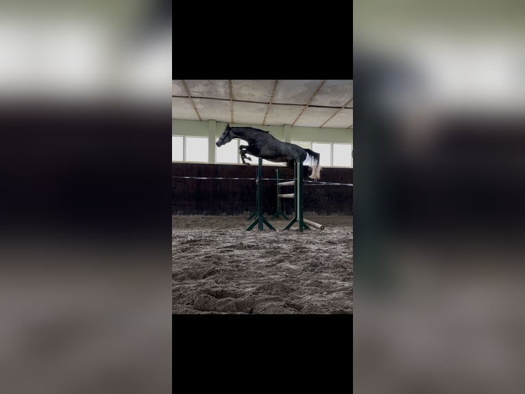 Caballo de deporte alemán Caballo castrado 3 años 166 cm Tordo in Teupitz