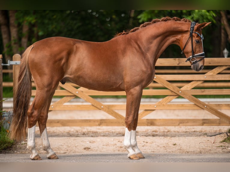 Caballo de deporte alemán Caballo castrado 3 años 167 cm Alazán in Wehringen