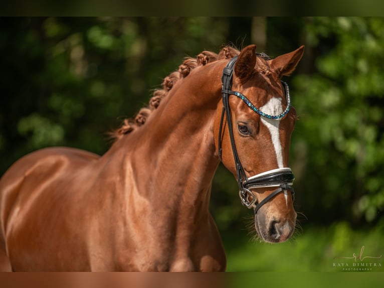 Caballo de deporte alemán Caballo castrado 3 años 167 cm Alazán in Wehringen