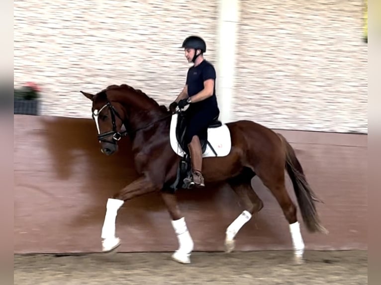 Caballo de deporte alemán Caballo castrado 3 años 167 cm Alazán in Wehringen