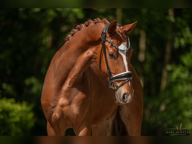 Caballo de deporte alemán Caballo castrado 3 años 167 cm Alazán in Wehringen