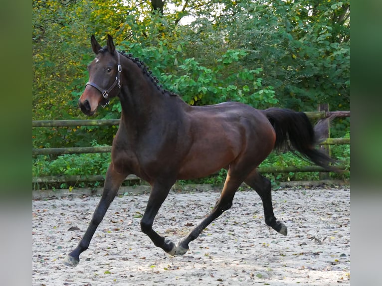 Caballo de deporte alemán Caballo castrado 3 años 167 cm in Dorsten