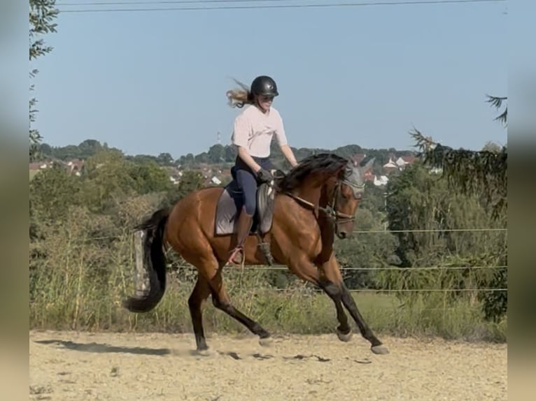 Caballo de deporte alemán Caballo castrado 3 años 167 cm Castaño in Achstetten