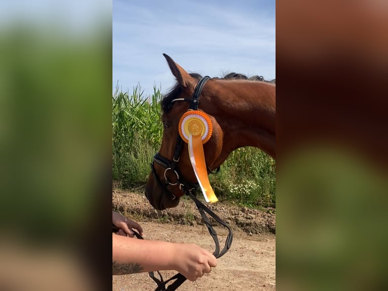 Caballo de deporte alemán Caballo castrado 3 años 167 cm Castaño in Rochau