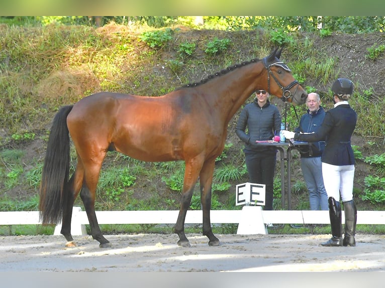 Caballo de deporte alemán Caballo castrado 3 años 167 cm Castaño in Rochau