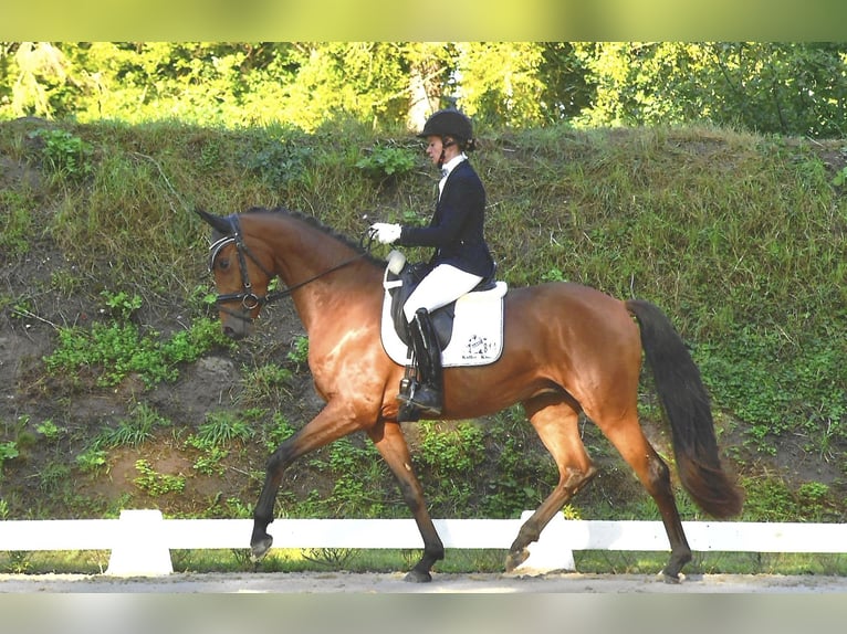 Caballo de deporte alemán Caballo castrado 3 años 167 cm Castaño in Rochau