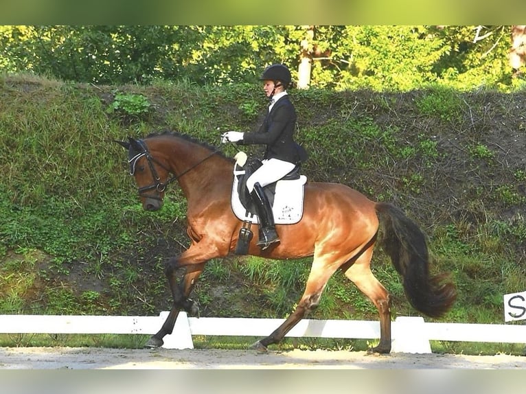 Caballo de deporte alemán Caballo castrado 3 años 167 cm Castaño in Rochau