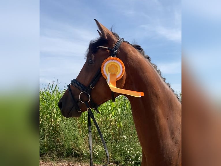 Caballo de deporte alemán Caballo castrado 3 años 167 cm Castaño in Rochau