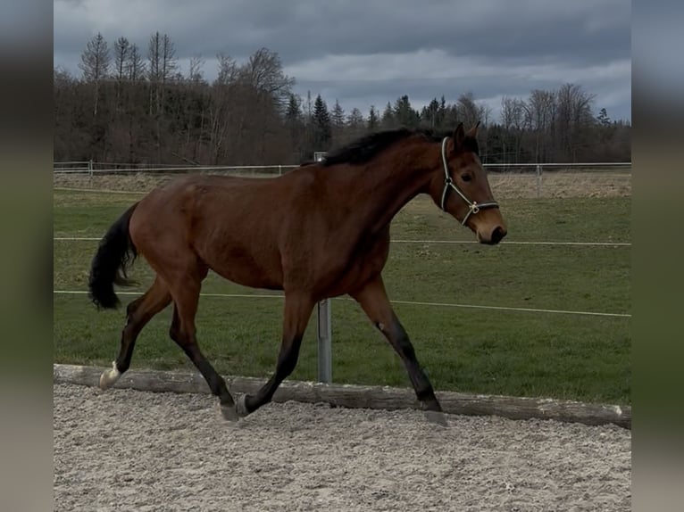 Caballo de deporte alemán Caballo castrado 3 años 167 cm Castaño in Achstetten