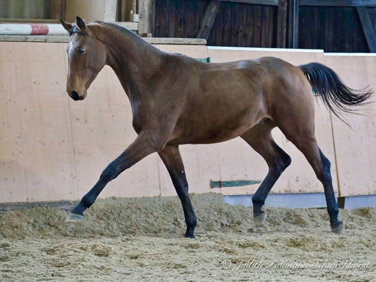 Caballo de deporte alemán Caballo castrado 3 años 167 cm Castaño in Bergisch Gladbach