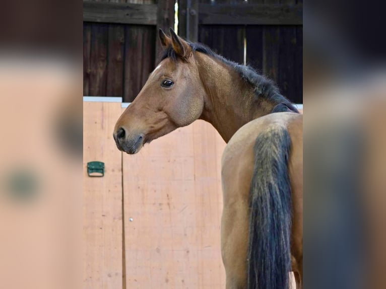 Caballo de deporte alemán Caballo castrado 3 años 167 cm Castaño in Bergisch Gladbach