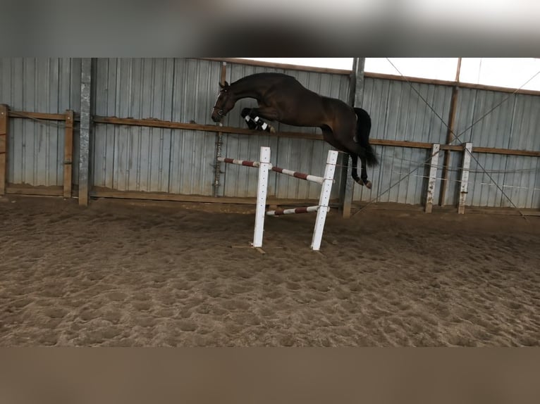 Caballo de deporte alemán Caballo castrado 3 años 167 cm Castaño in Artern