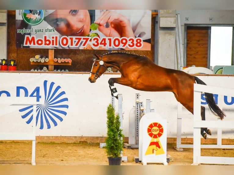 Caballo de deporte alemán Caballo castrado 3 años 167 cm Castaño in Artern
