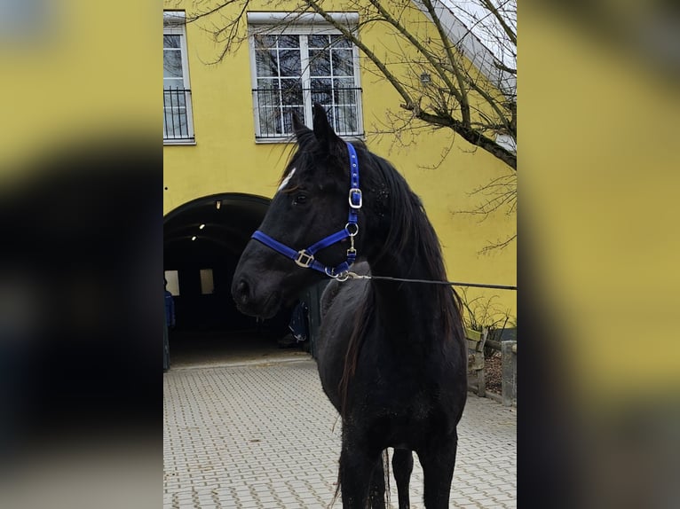 Caballo de deporte alemán Caballo castrado 3 años 167 cm Morcillo in Buchloe