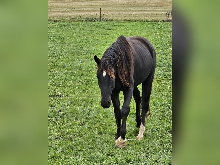 Caballo de deporte alemán Caballo castrado 3 años 167 cm Morcillo in Buchloe