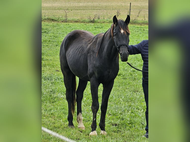 Caballo de deporte alemán Caballo castrado 3 años 167 cm Morcillo in Buchloe