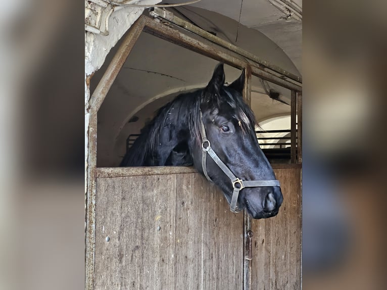 Caballo de deporte alemán Caballo castrado 3 años 167 cm Morcillo in Buchloe