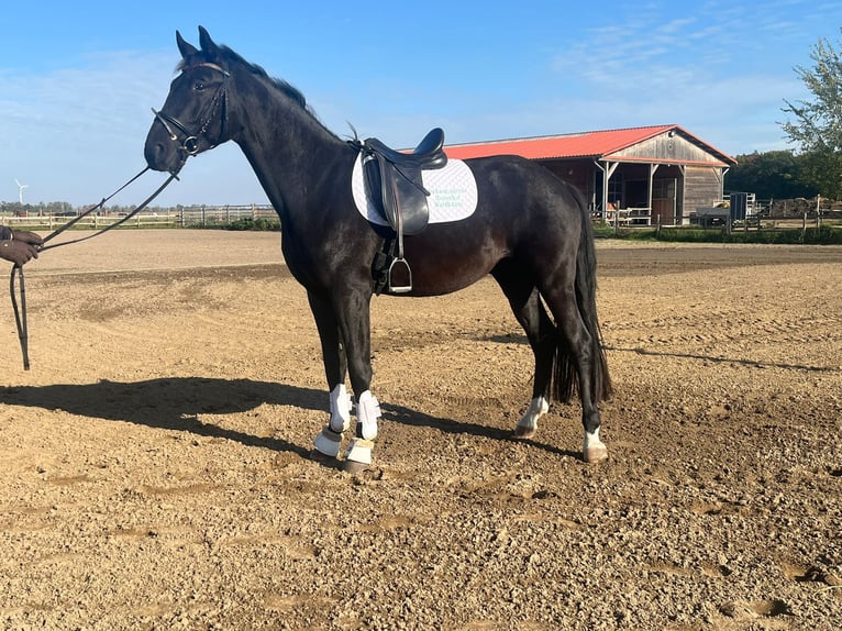 Caballo de deporte alemán Caballo castrado 3 años 167 cm Negro in Altlandsberg