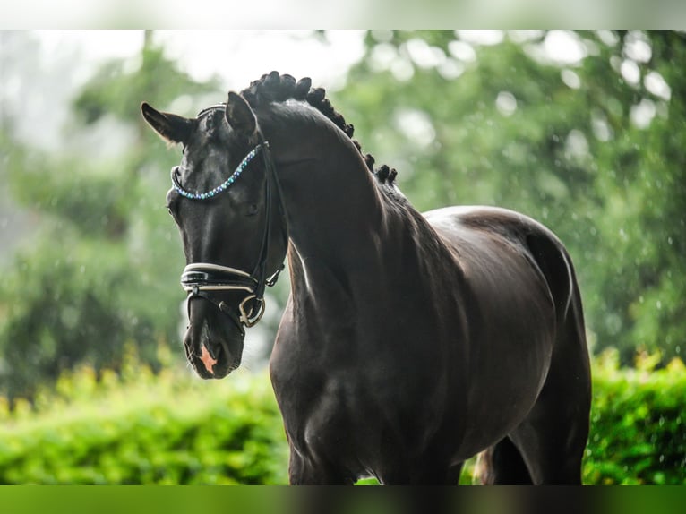 Caballo de deporte alemán Caballo castrado 3 años 167 cm Negro in Wehringen