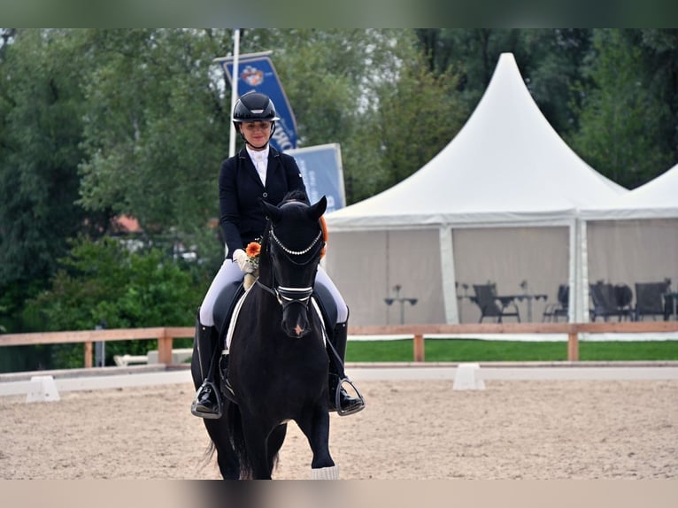 Caballo de deporte alemán Caballo castrado 3 años 167 cm Negro in Wehringen