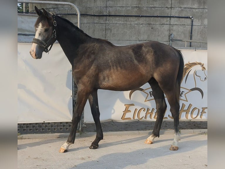 Caballo de deporte alemán Caballo castrado 3 años 167 cm Tordo in Bad König