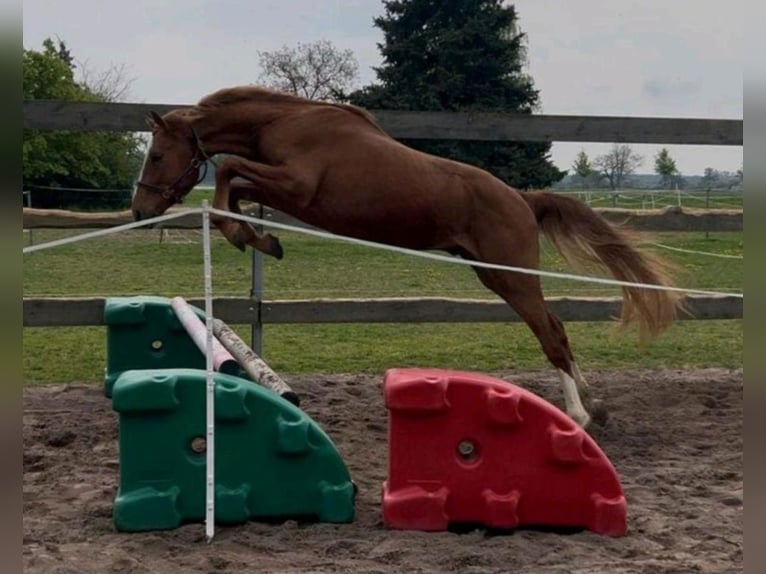 Caballo de deporte alemán Caballo castrado 3 años 168 cm Alazán in Milower Land