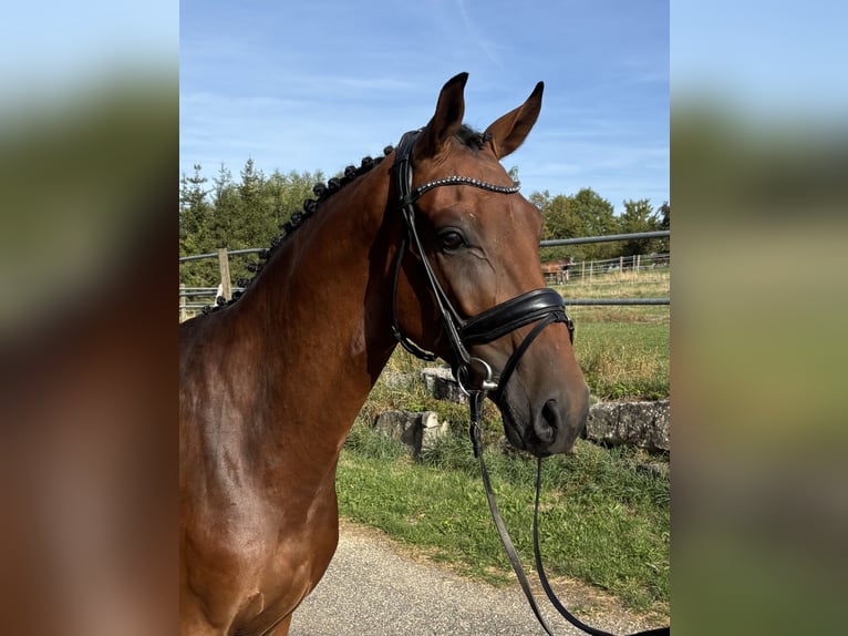 Caballo de deporte alemán Caballo castrado 3 años 168 cm Castaño in Donzdorf