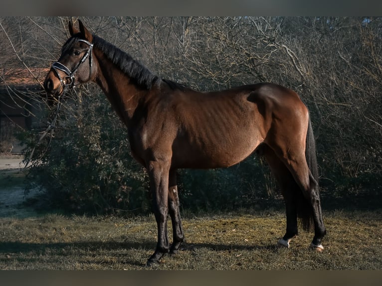 Caballo de deporte alemán Caballo castrado 3 años 168 cm Castaño in Krumke