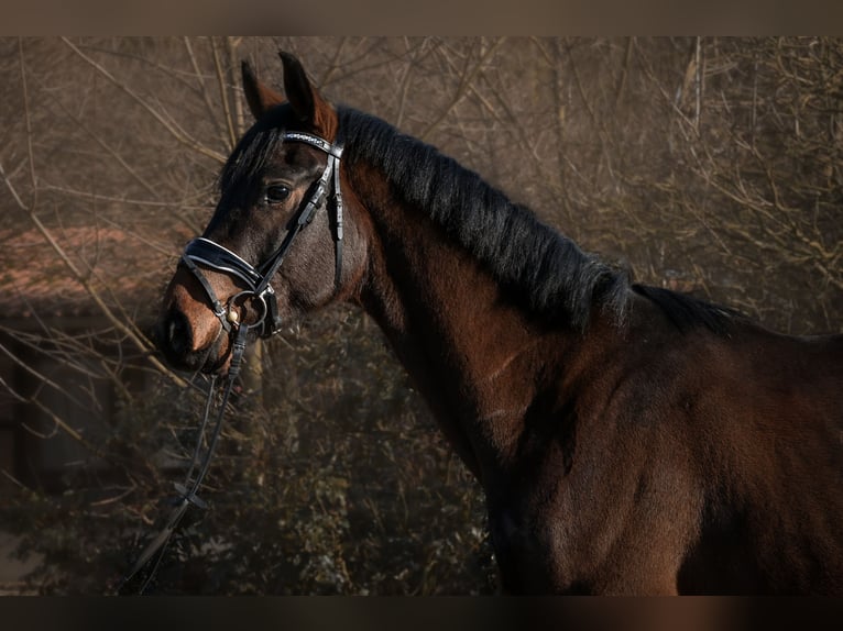 Caballo de deporte alemán Caballo castrado 3 años 168 cm Castaño in Krumke