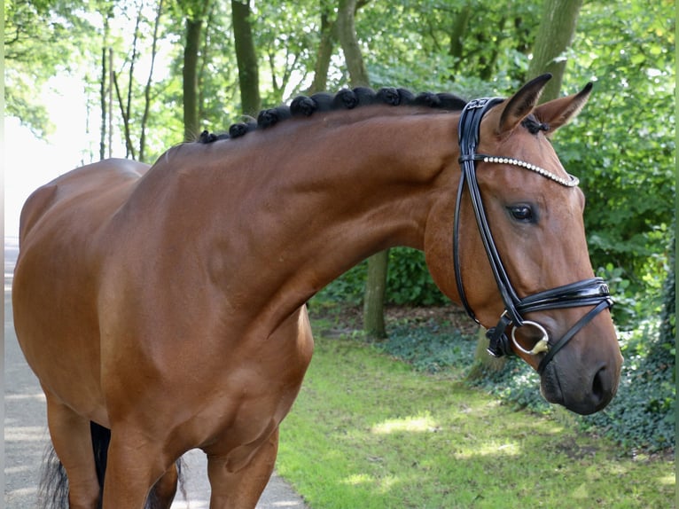 Caballo de deporte alemán Caballo castrado 3 años 168 cm Castaño in Recke, bei Osnabrück