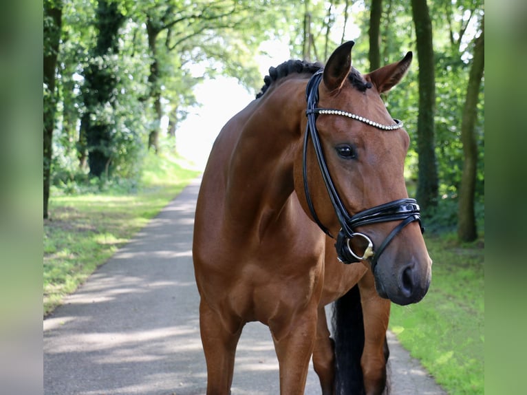 Caballo de deporte alemán Caballo castrado 3 años 168 cm Castaño in Recke, bei Osnabrück