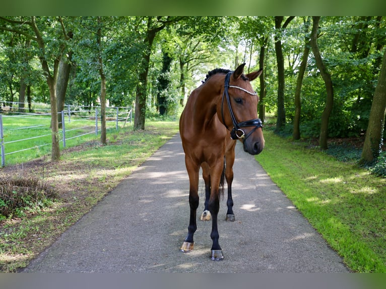 Caballo de deporte alemán Caballo castrado 3 años 168 cm Castaño in Recke, bei Osnabrück